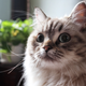 Bodhi, the best cat in the world.